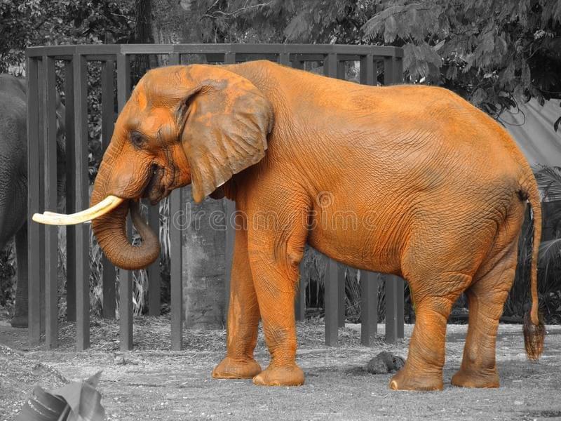 VHP: Olifant als symbool